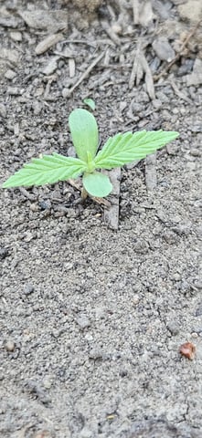 girl scout cookies (auto) — seedling_rooting, day 1