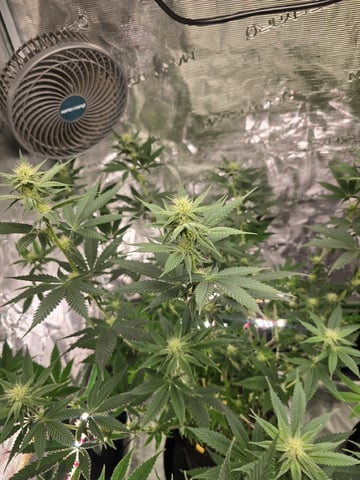 Acapulco Gold  — flower, day 79