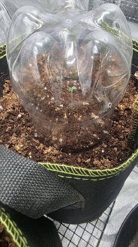 Gorilla Crack — seedling_rooting, day 5