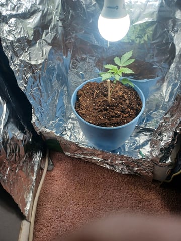 Poor Ivory — vegetative, day 1