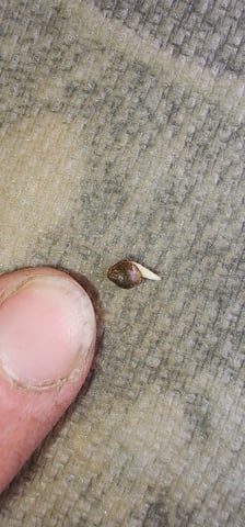 Here We Grow... — seedling_rooting, day 10