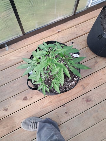 re-start new germination — vegetative, day 51