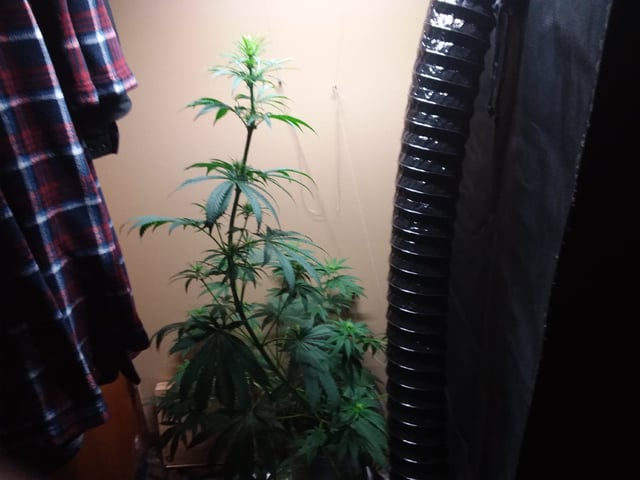 4th grow  — flower, day 170