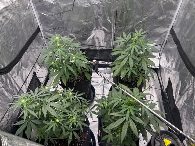 2026 harvest  — flower, day 1