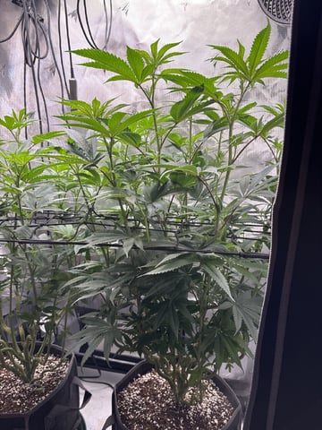 northern lights — flower, day 53