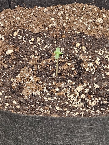 1st grom with SF SELF WATERING SYSTEM — seedling_rooting, day 4