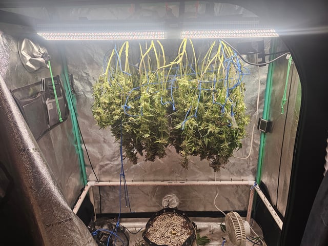 scrog from cut. 