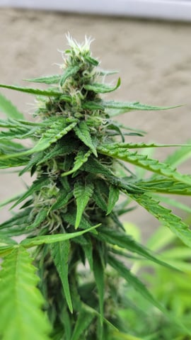 purple Kush, and Extra Large Kush — flower, day 49