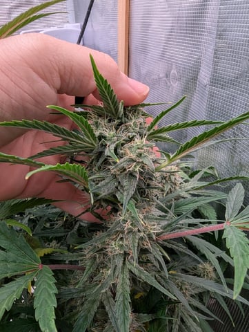 Trizzler  — flower, day 62