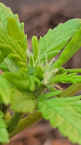 first grow — vegetative, day 29