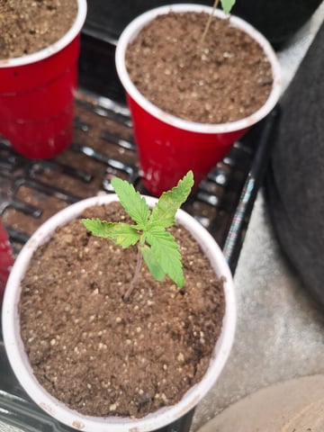 re-start new germination — seedling_rooting, day 16