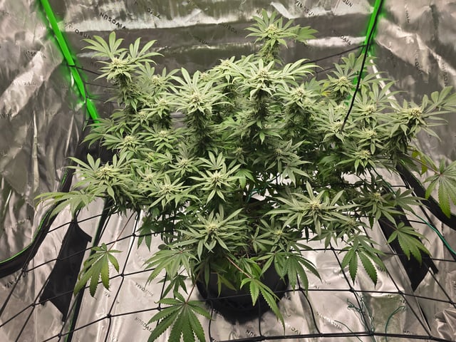 First grow — flower, day 90
