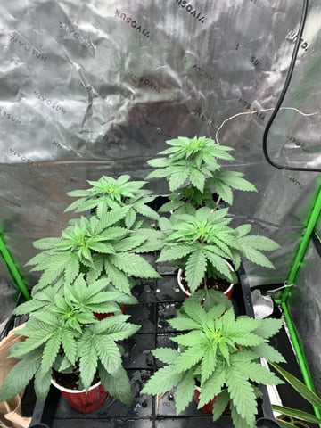 Papaya Frosting  — vegetative, day 25