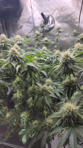 ethos genetics  — flower, day 98