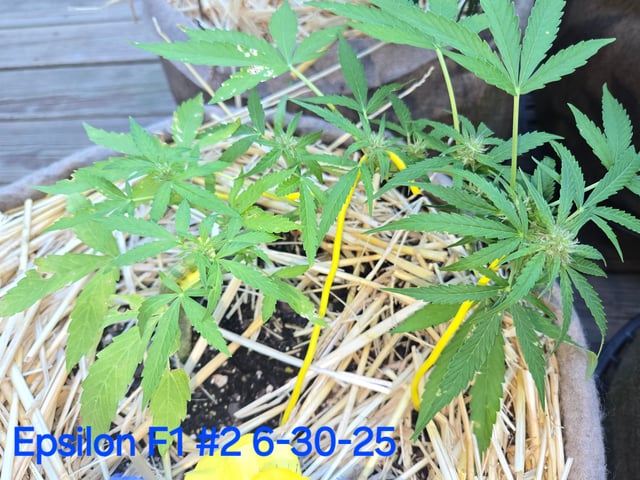 Outdoor Auto's (First Set) — flower, day 21