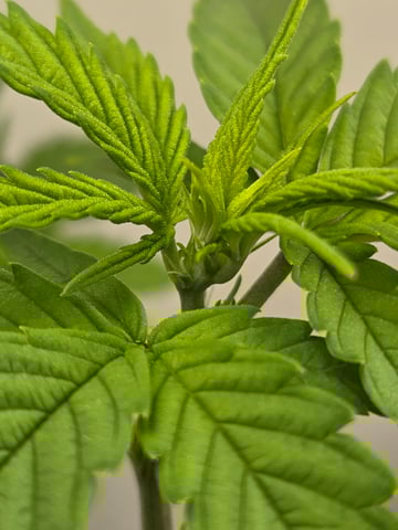 1st Grow — flower, day 59