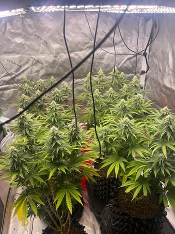 Phx_Freedom — flower, day 147