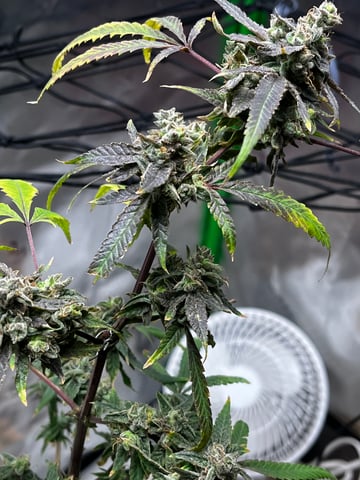 My Devine Conscious  — flower, day 173