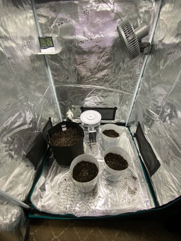 Gorilla Melon — seedling_rooting, day 1