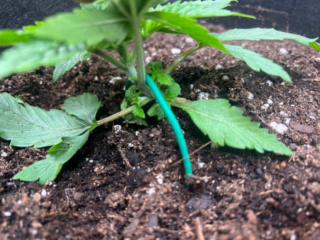 2025-26 harvest INDOOR — vegetative, day 56