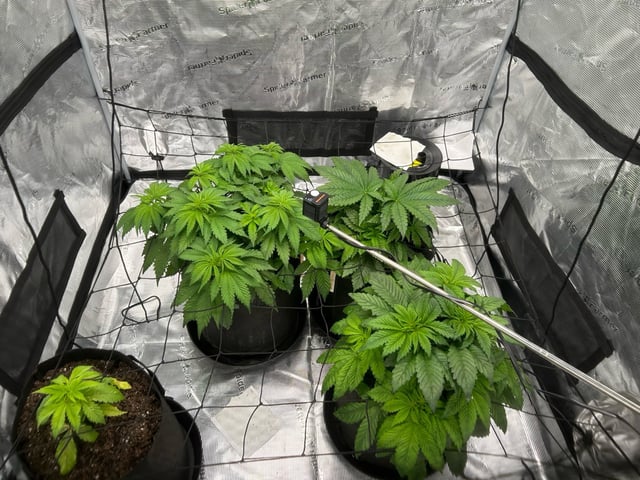 2025-26 harvest INDOOR — flower, day 78