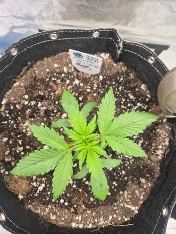 I'll get it right — vegetative, day 25