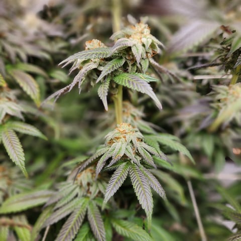 true genetics  — flower, day 75