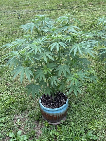 2026 Outdoor — vegetative, day 77