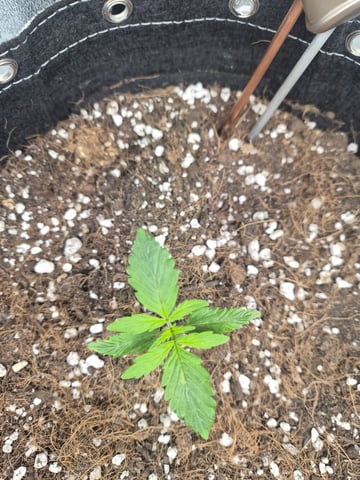 I'll get it right — seedling_rooting, day 17