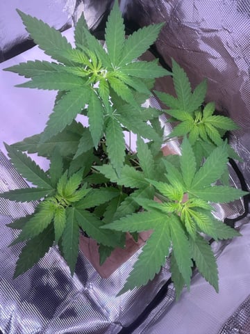 PeanutButter Cookies — vegetative, day 53