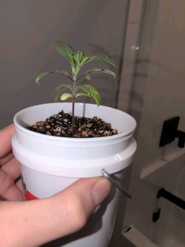 2025-26 — seedling_rooting, day 3