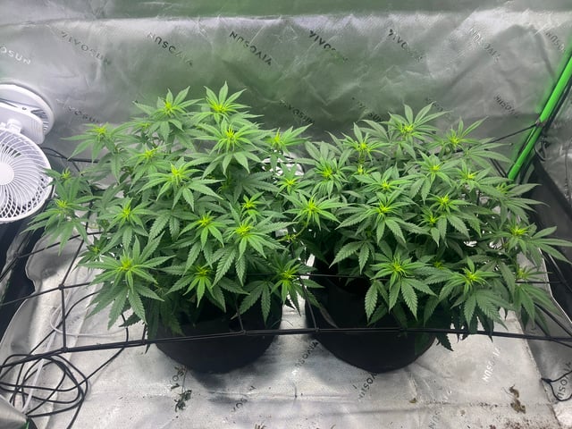 Blue Dream Photos — flower, day 55