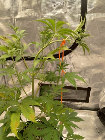 Round 2🥊 — flower, day 50