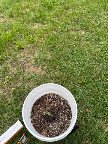 •Freedom Grow• — seedling_rooting, day 12