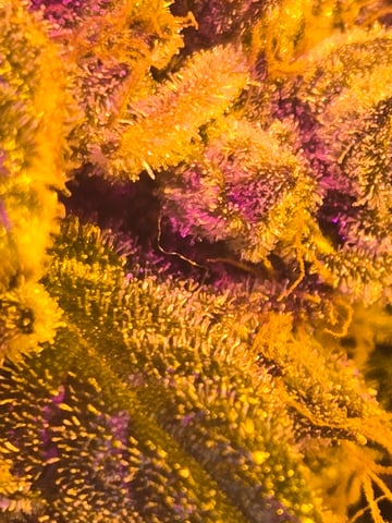 fruitstripe-x-breathworks VS Tropical cherry vs kush cake. vs og haze — flower, day 129