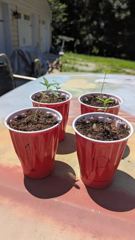 Freya's Honey — vegetative, day 15