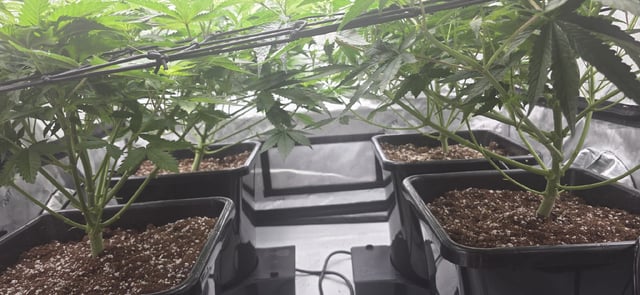 Lime Rian. — flower, day 47