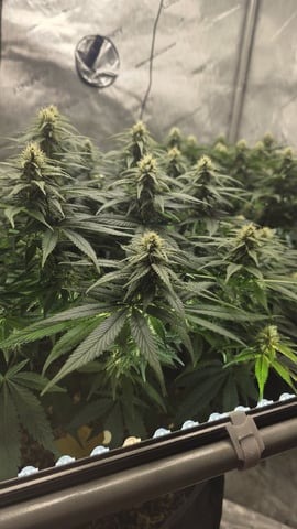 Original 1990 genetics  — flower, day 90