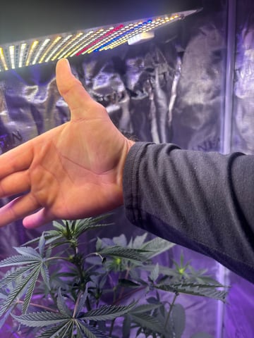 cherry cheese cake, first class funk, and the baby’s a Acapulco gold  — flower, day 1