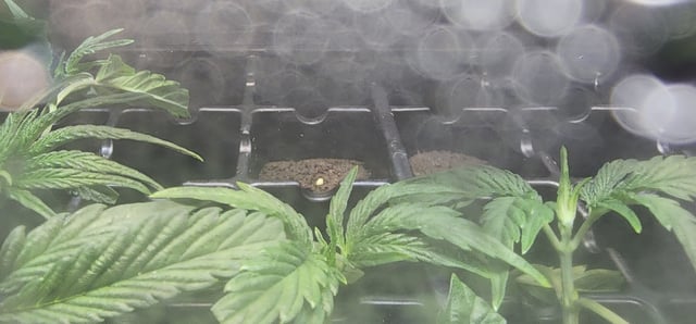 1st grow Dr. Nefario — vegetative, day 38