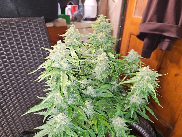 round 2 — flower, day 70
