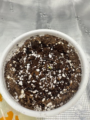 tropical cookies x grandpas cookies #10 — germination, day 5