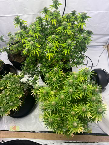 Indoor Grow  — flower, day 85