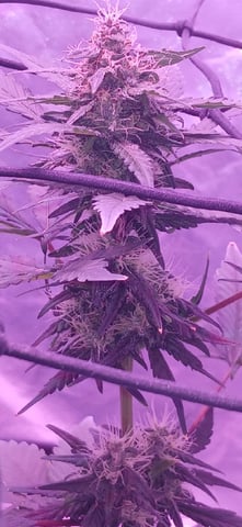 CountryG  — seedling_rooting, day 49