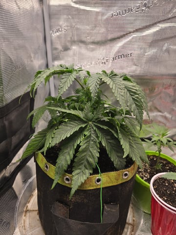 mc nuggets r1 — vegetative, day 27