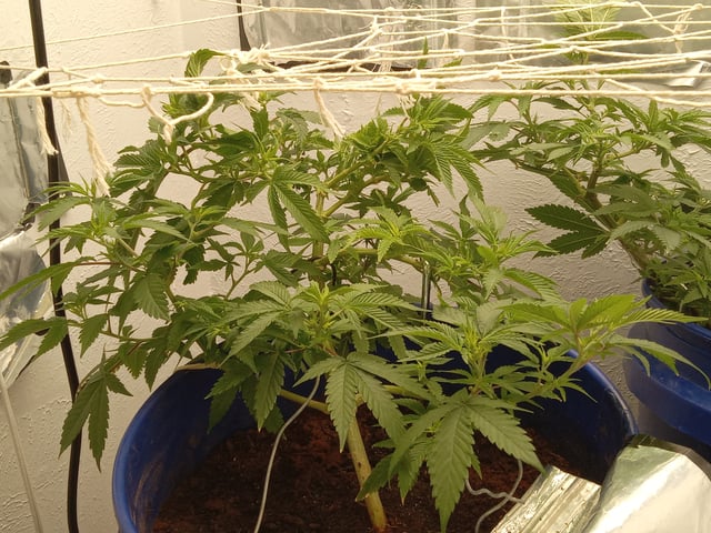 closet grow for veg with a.c infinity air intake fan .With no carbon filter just suction,and spider farmer sf 7000.Then a spider farmer sf tent 4×4×6.5with a G1500 l.e.d from spiderfarmer and spider farmer 6inch clip oscalating fan. — flower, day 27