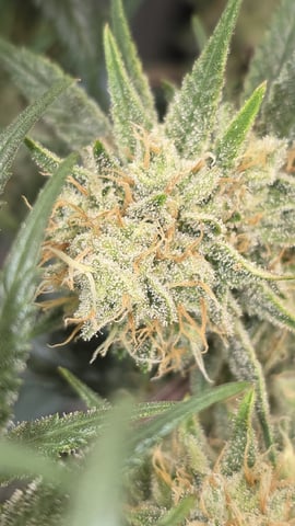 lilac diesel Rbx2 — flower, day 109