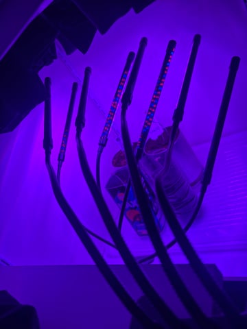 banana x Pink runtz — vegetative, day 10