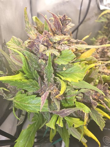 Vanna's Vanilla