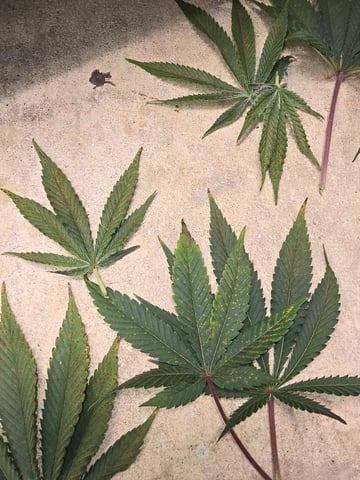 Northern lights #10 (Alaska) — flower, day 66